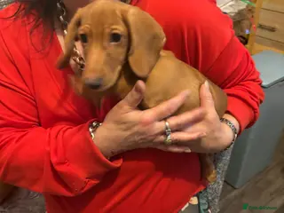 Miniature Dachshund dogs Ready now Beautiful miniature dachshunds - Advert 10