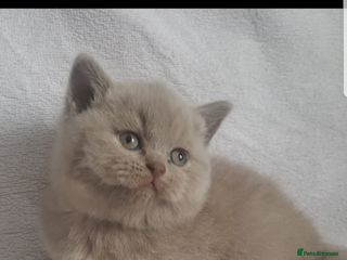 British Shorthair cats Stunning pure British shorthair kittens - Advert 16