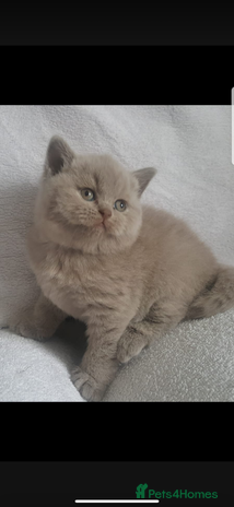 British Shorthair cats Stunning pure British shorthair kittens - Advert 5