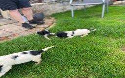 Cocker Spaniel dogs for sale: Cocker Spaniels - Image 12