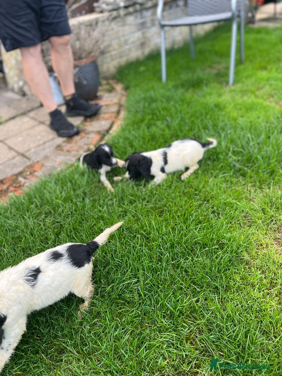 Cocker Spaniel dogs for sale: Cocker Spaniels - Image 12