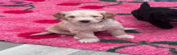 Mixed Breed dogs for sale: Last 2! Gorgeous Ultimate Doodles - Advert 3