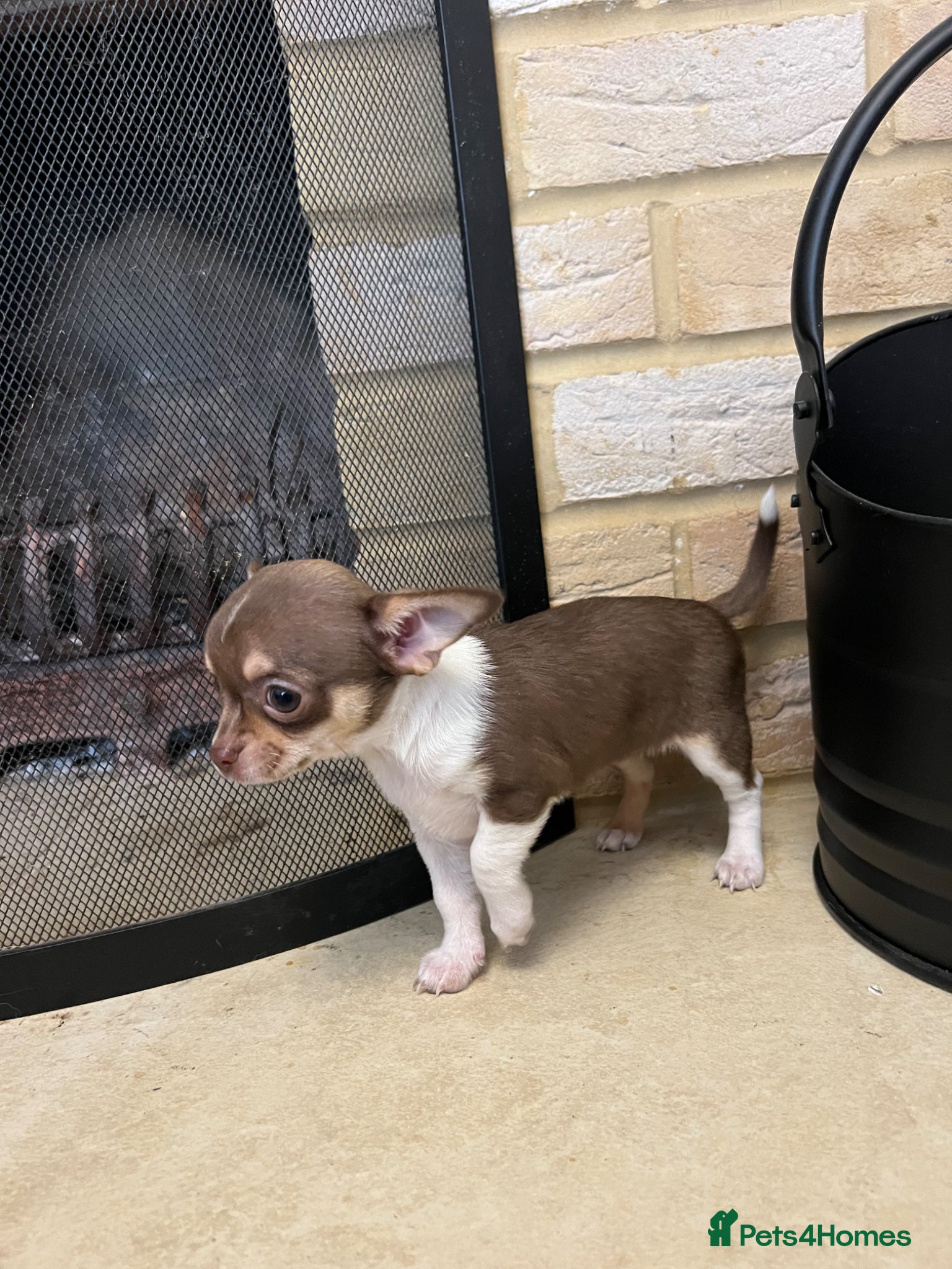 Chihuahua dogs Gorgeous teeny Chihuahua puppies available 💜 💜 - Advert 3