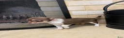 Chihuahua dogs for sale: Gorgeous teeny Chihuahua puppies available 💜 💜 - Advert 1