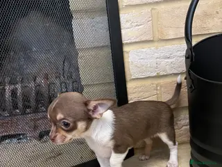 Chihuahua dogs Gorgeous teeny Chihuahua puppies available 💜 💜 - Advert 2
