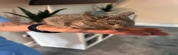 Lionhead rabbits for sale: Baby rabbits for sale - Advert 7