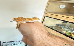 Bearded Dragon reptiles for sale: Last 3 baby dragons AVAILABLE NOW  - Image 9