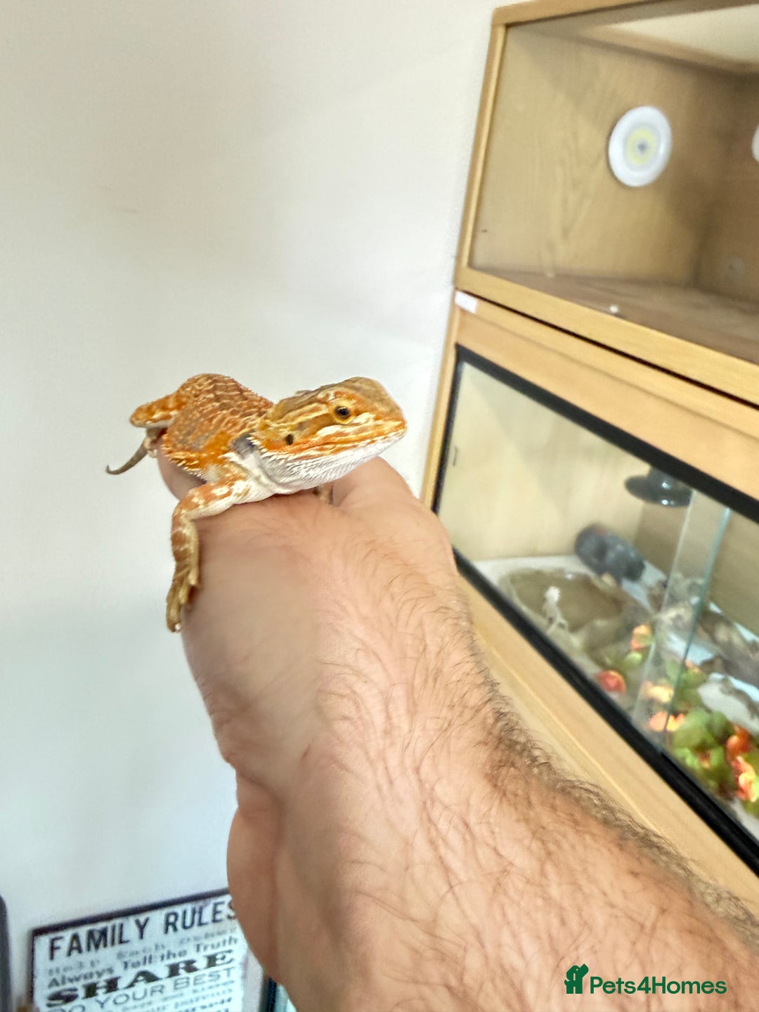 Bearded Dragon reptiles for sale: Last 3 baby dragons AVAILABLE NOW  - Image 9
