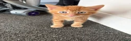 Domestic Shorthair cats for sale: Beautiful long hair kittens - Advert 4