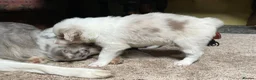 Border Collie dogs for sale: Border Collie Pups - Advert 3