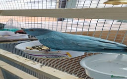 Ringnecks birds for sale: Opaline Ring Neck Breeding Pair – 8 Months Old - Image 1