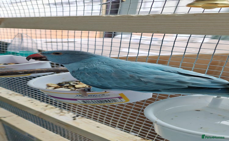 Ringnecks birds - Advert 1