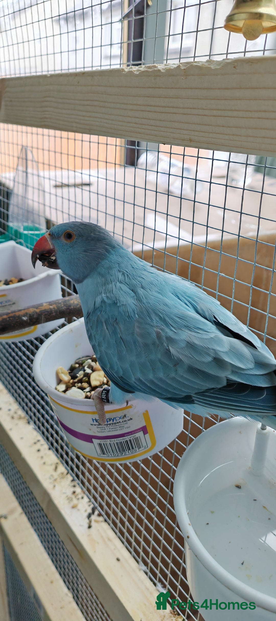 Ringnecks birds for sale: Opaline Ring Neck Breeding Pair – 8 Months Old - Image 1