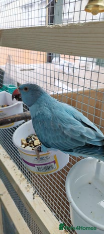Ringnecks birds - Advert 8