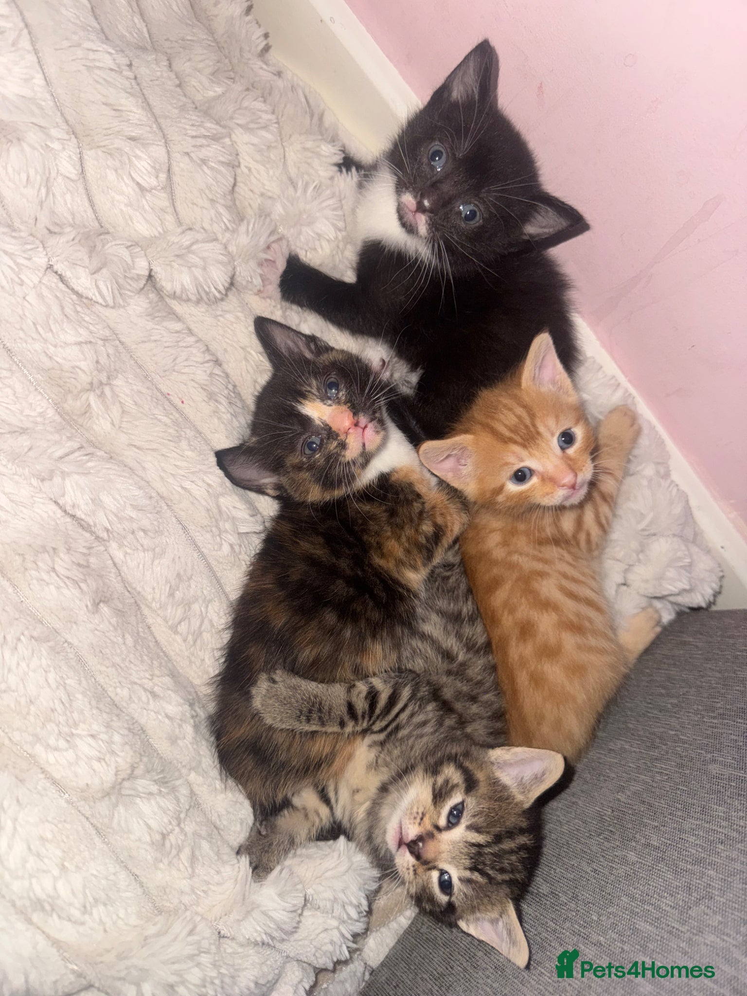Mixed Breed cats 4 kittens  - Advert 13