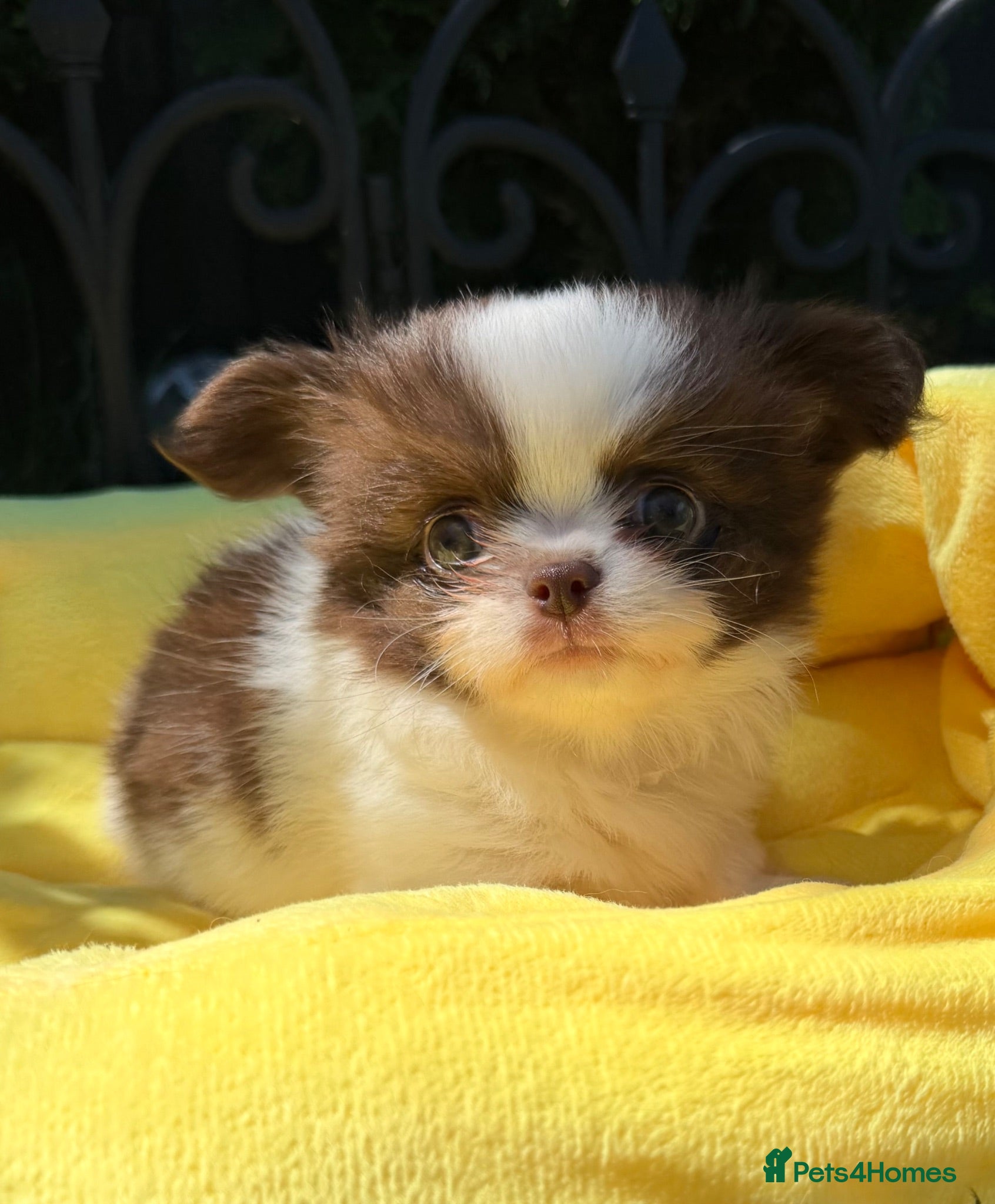 Chihuahua dogs KC registered long coat chihuahua puppies  - Advert 1