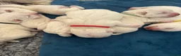 West Highland Terrier dogs for sale: West highland terrier puppies  - Advert 28