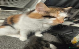British Longhair cats for sale: Gorgeous female  - Image 4