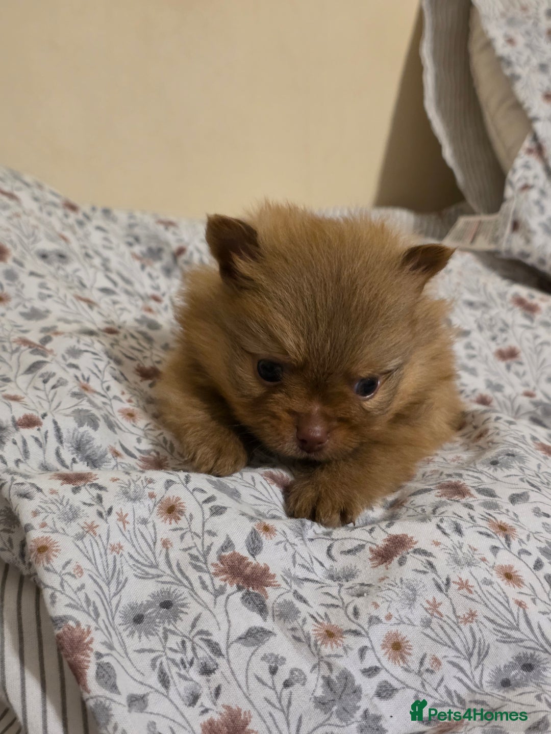 Pomeranian dogs for sale: Hello - Advert 28