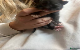 Domestic Shorthair cats for sale: 4 gorgeous kittens  - Image 13