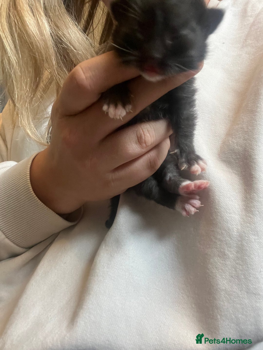 Domestic Shorthair cats for sale: 4 gorgeous kittens  - Image 13