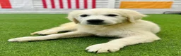 Golden Retriever dogs for sale: Advanced trained golden retriever  - Advert 3