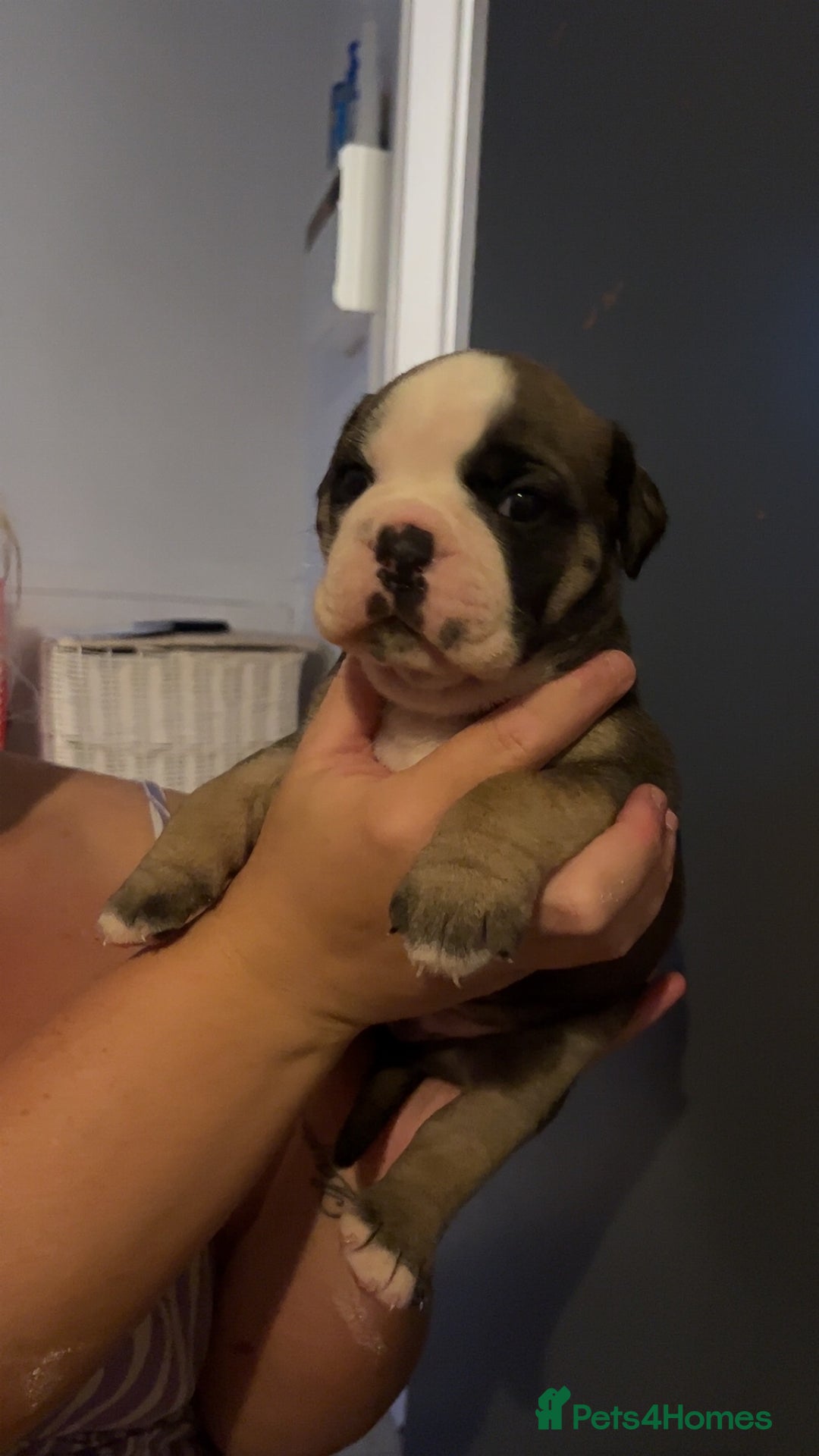 Mixed Breed dogs for sale: Gorgeous litter of puppy’s  - Image 2