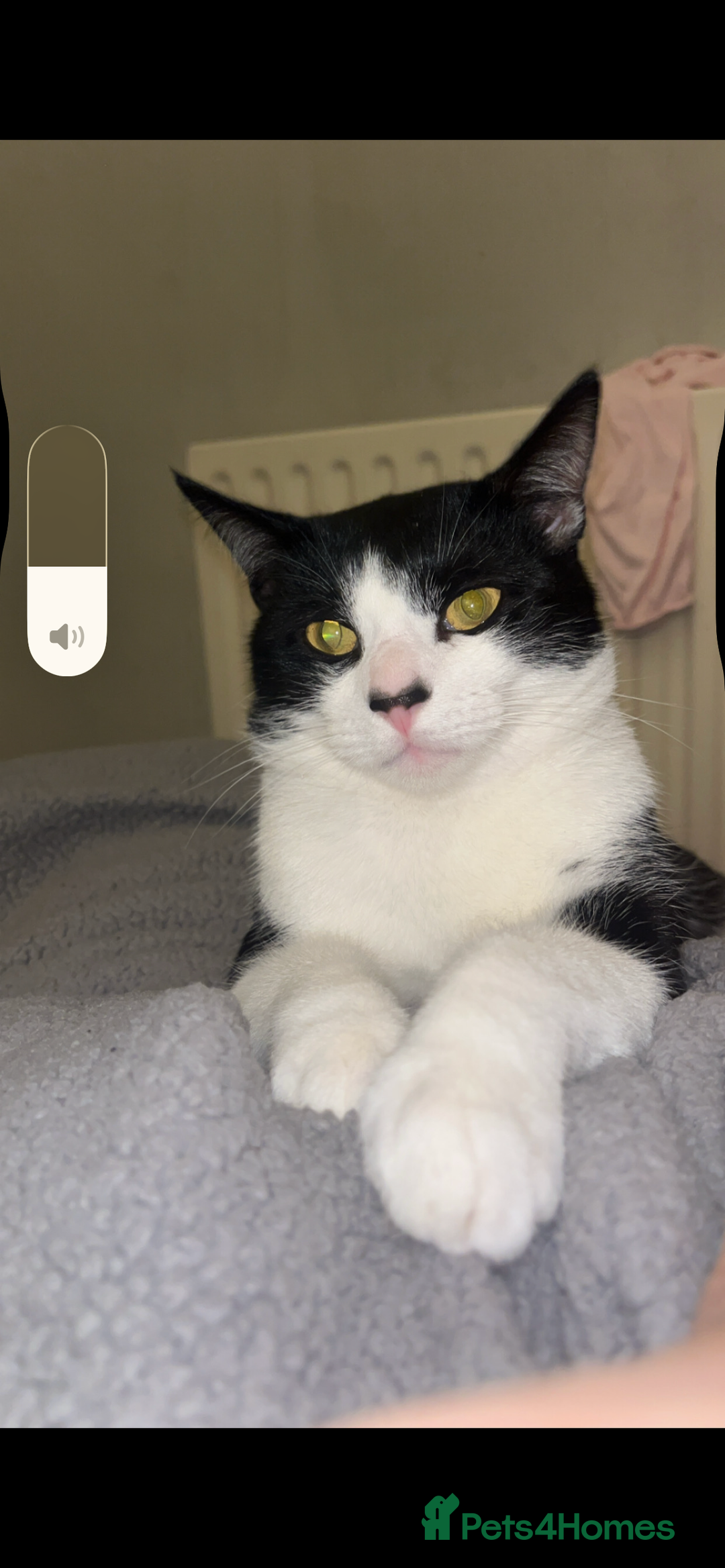 Mixed Breed cats for sale: Male cat 1 year 3 months  - Advert 3