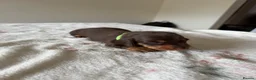 Miniature Dachshund dogs for sale: KC Reg Miniature Chocolate & Tan Dachshunds - Advert 14