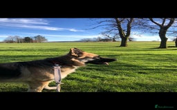 German Shepherd dogs for sale: Beautiful German Shepherd Puppies - Image 9
