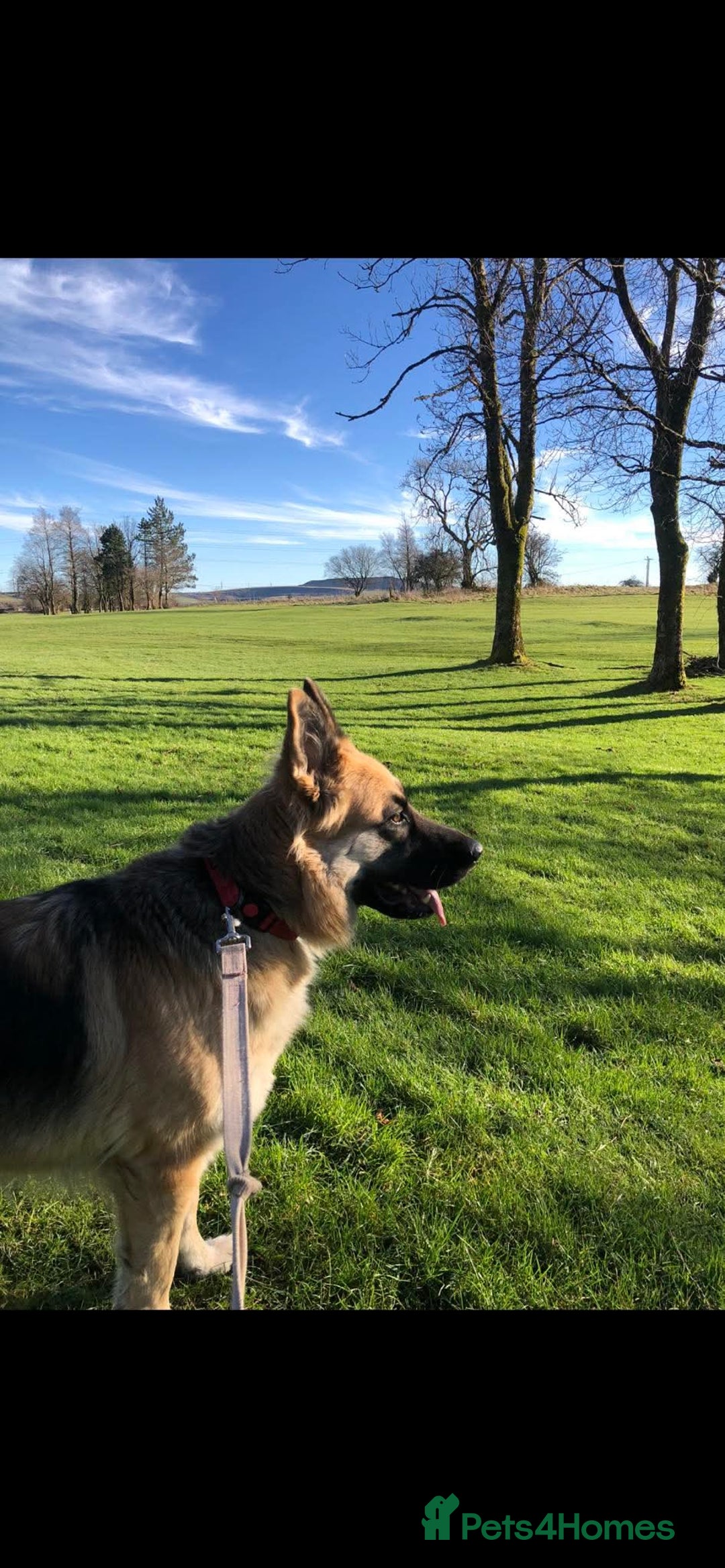 German Shepherd dogs for sale: Beautiful German Shepherd Puppies - Image 9