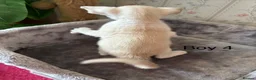 Oriental cats for sale: ✨Gorgeous Oriental Shorthair Kittens  - Advert 18