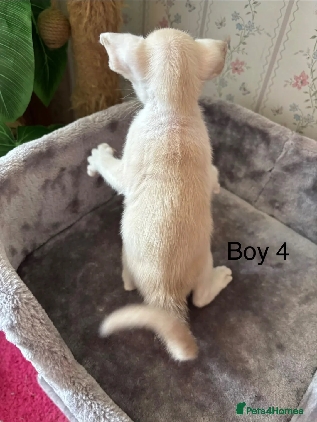Oriental cats for sale: ✨Gorgeous Oriental Shorthair Kittens  - Advert 18
