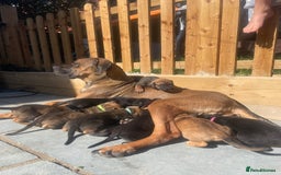 Cane Corso dogs for sale: 9 beautiful cane corso pups for sale - Image 10