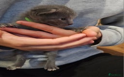 Russian Blue cats for sale: 🐾 Russian Blue Kittens 🐾 - Image 4