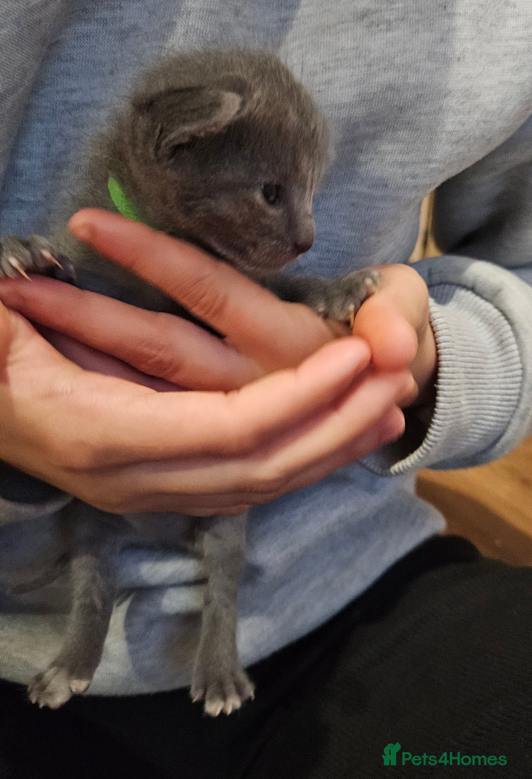 Russian Blue cats for sale: 🐾 Russian Blue Kittens 🐾 - Image 4
