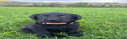 Labrador Retriever dogs for sale: 8 Labrador puppies for sale - Advert 13