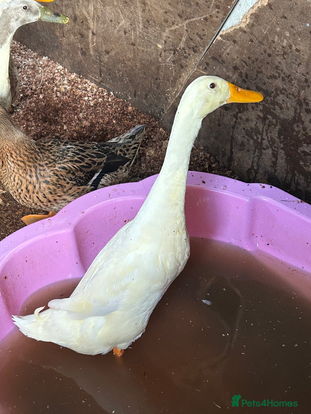 Ducks poultry for sale: Mixed breed ducks - Image 3