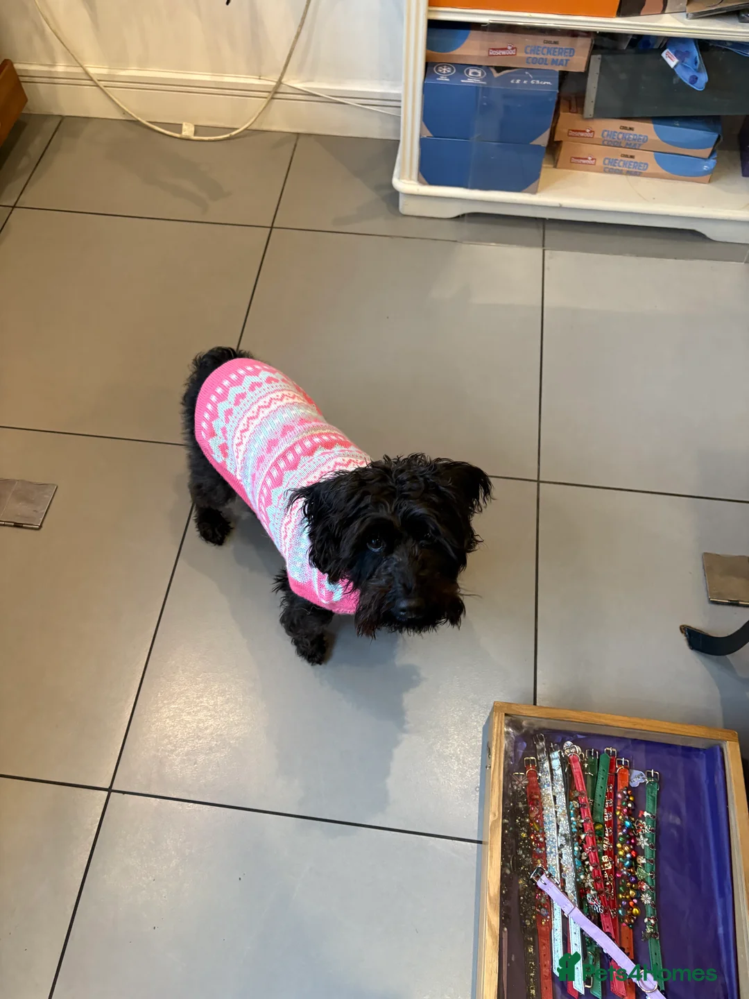 Schnoodle dogs for sale: 2 adorable black male schnoodle pups for sale - Advert 4