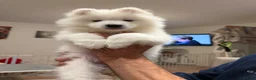 Samoyed dogs for sale: 🐾 Beautiful Samoyed Puppies Available 🐾 - Advert 3