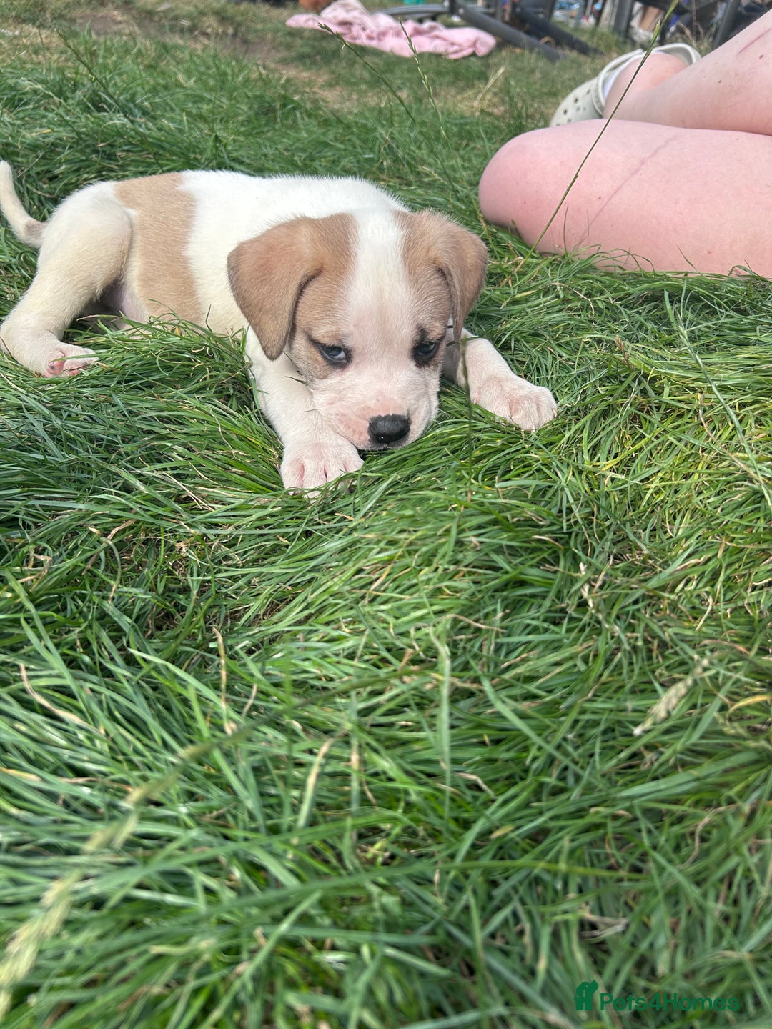 American Bulldog dogs for sale: Ready now Beautiful litter American bulldog puppy - Image 5