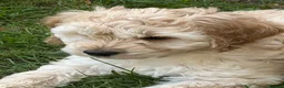 Cockapoo dogs for sale: READY NOW F1 Cockapoo boys  - Advert 2