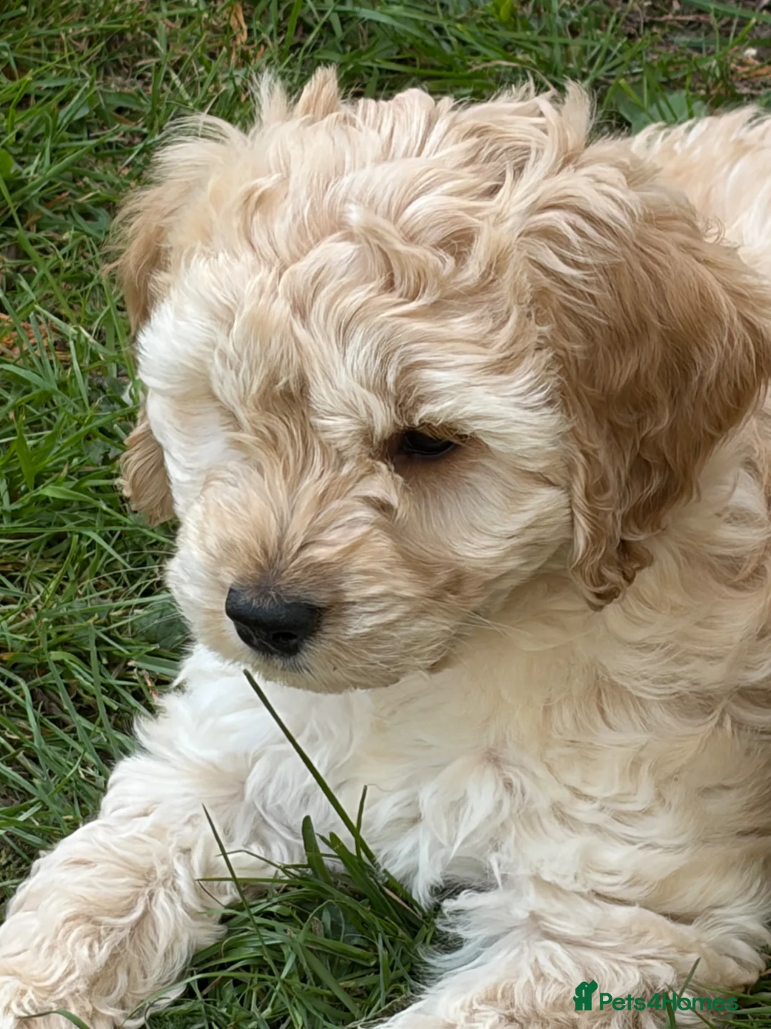 Cockapoo dogs for sale: READY NOW F1 Cockapoo boys  - Advert 2