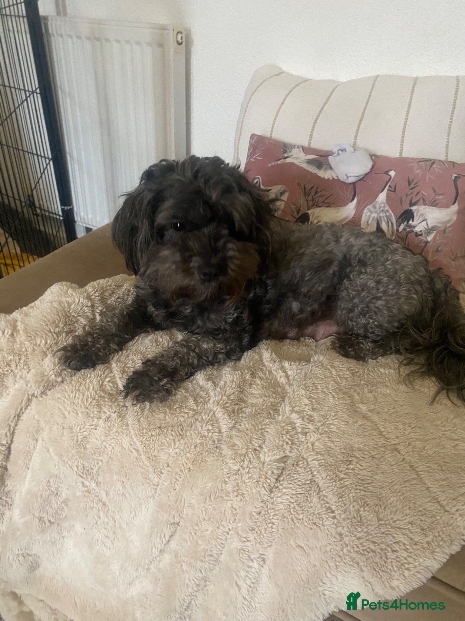 Shihpoo dogs Shih poo  - Advert 7