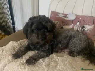 Shihpoo dogs Shih poo - Advert 7