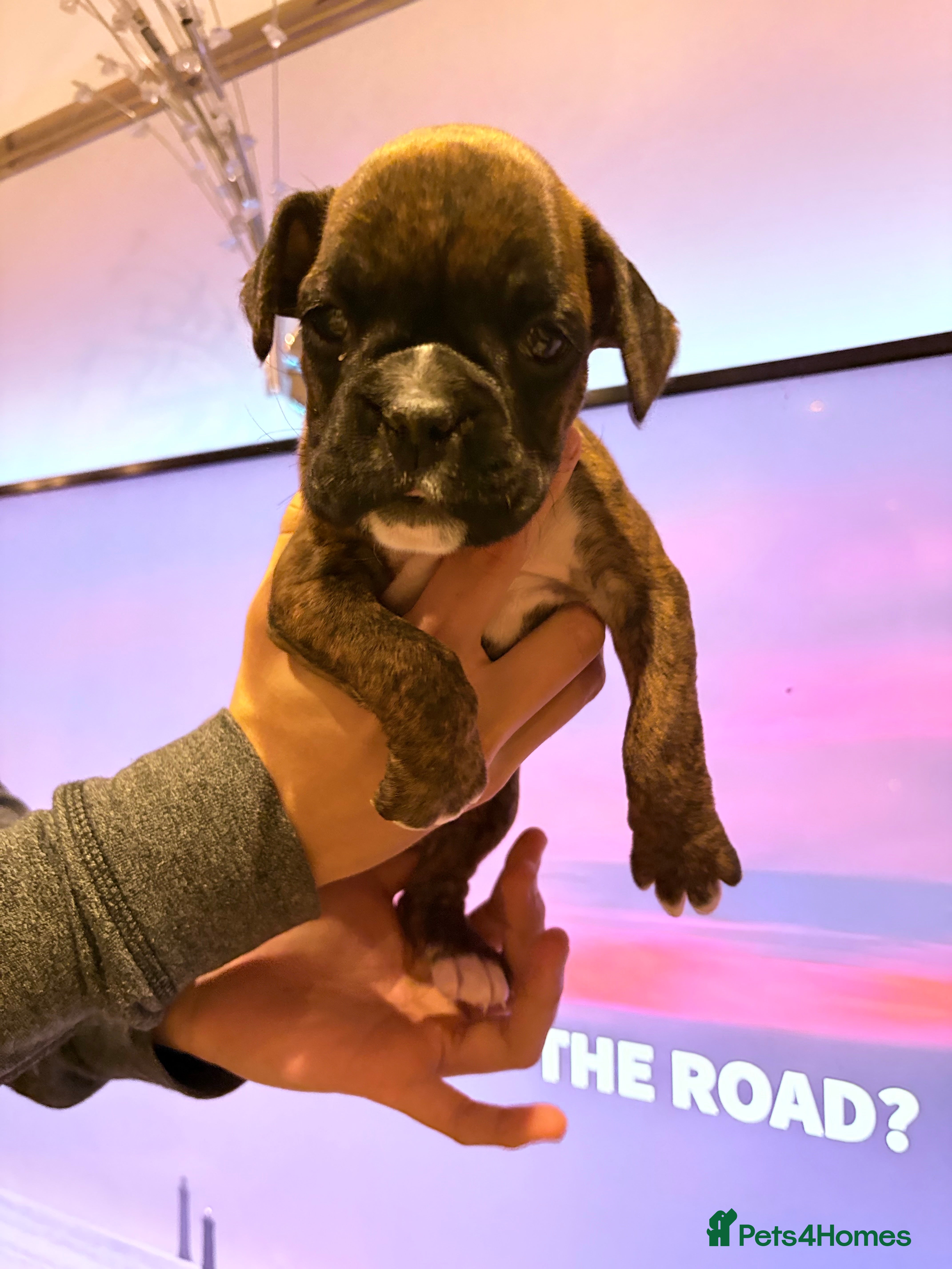 Boxer dogs Last one ☝️ KC girl available  - Advert 5