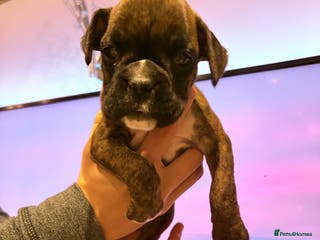 Boxer dogs Last one ☝️ KC girl available - Advert 5