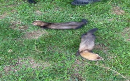 Ferret rodents for sale: Young Ferrets  - Image 9