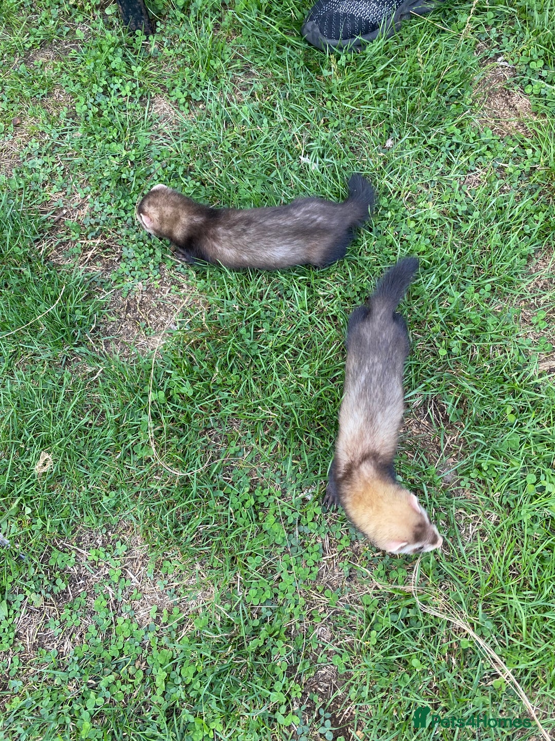 Ferret rodents for sale: Young Ferrets  - Image 9