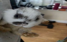 Rex rabbits for sale: Baby Rabbits for sale  - Advert 10